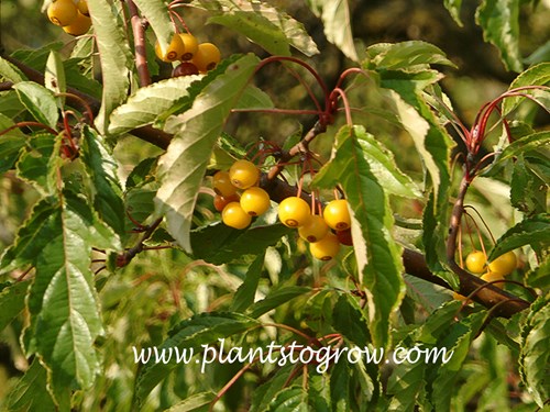 Golden Raindrops Crabapple (Malus)